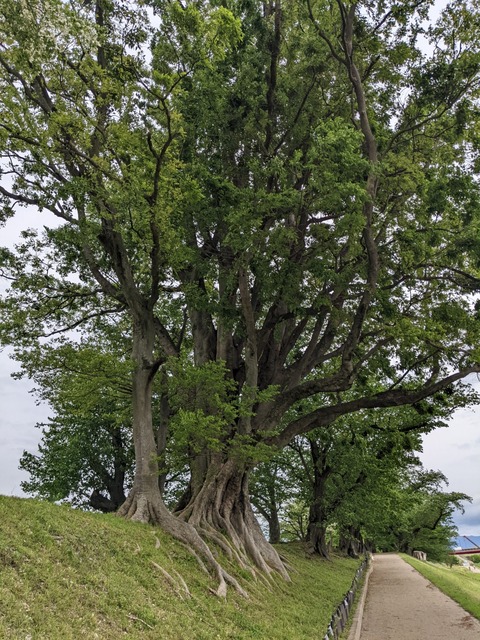 PXL_20220427_045525484