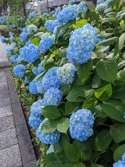 PXL_20220527_064923377