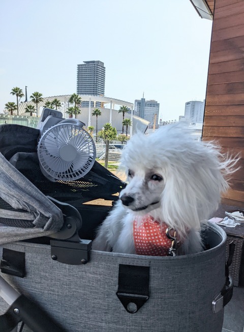 PXL_20220518_060042252