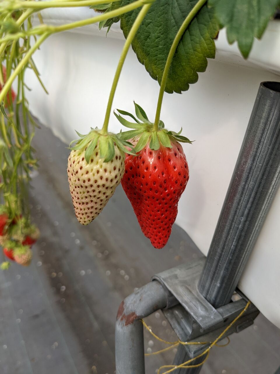 犬と一緒にいちご狩りができる 高野いちご園 に１か月ぶりに再訪した 京都目線 Fwf彡