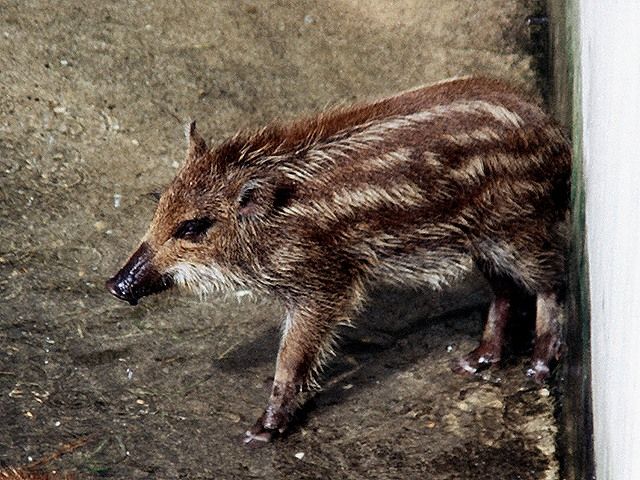 最強動物 イノシシが突進してきても勝てる気しかない 速報 屁が出る 最強動物 イノシシが突進してきても勝てる気しかない 速報 屁が出る