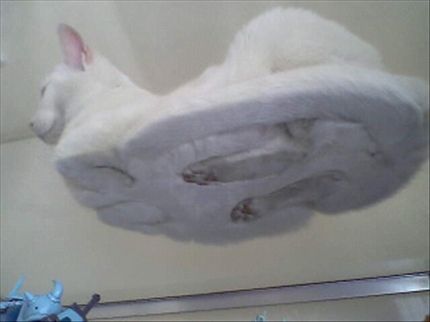 cat-tank1017