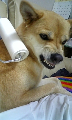 korokoro-dog-angry