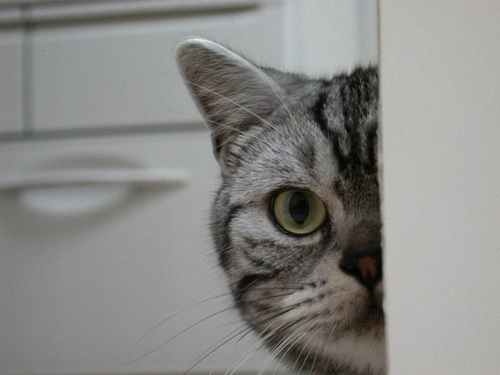 cat_watching_that