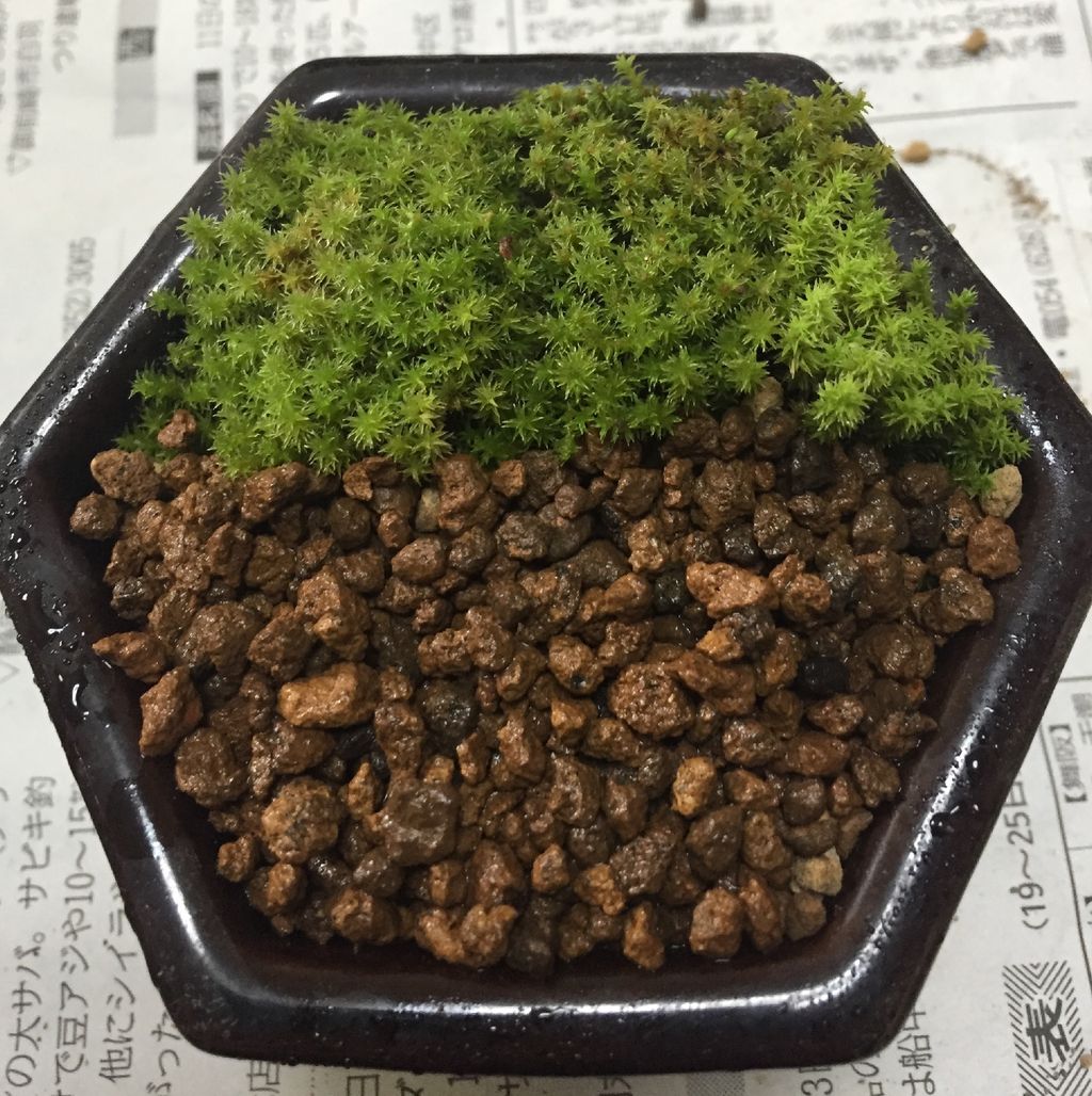 スナゴケが仲間入り コケな日々