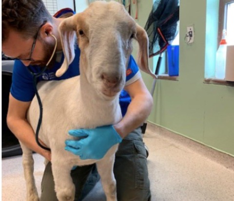 escaping goat