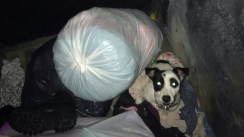 dognapping