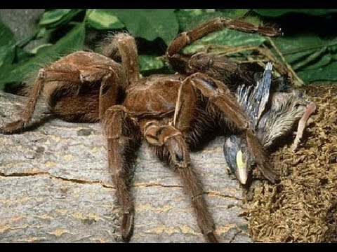 Goliath birdeater