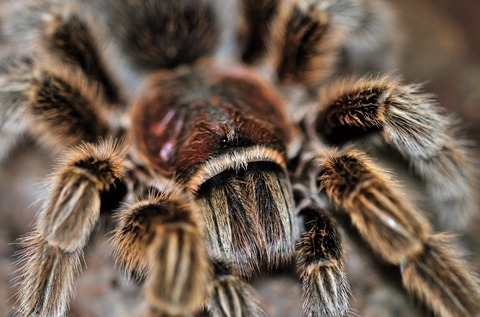 Grammostola-rosea