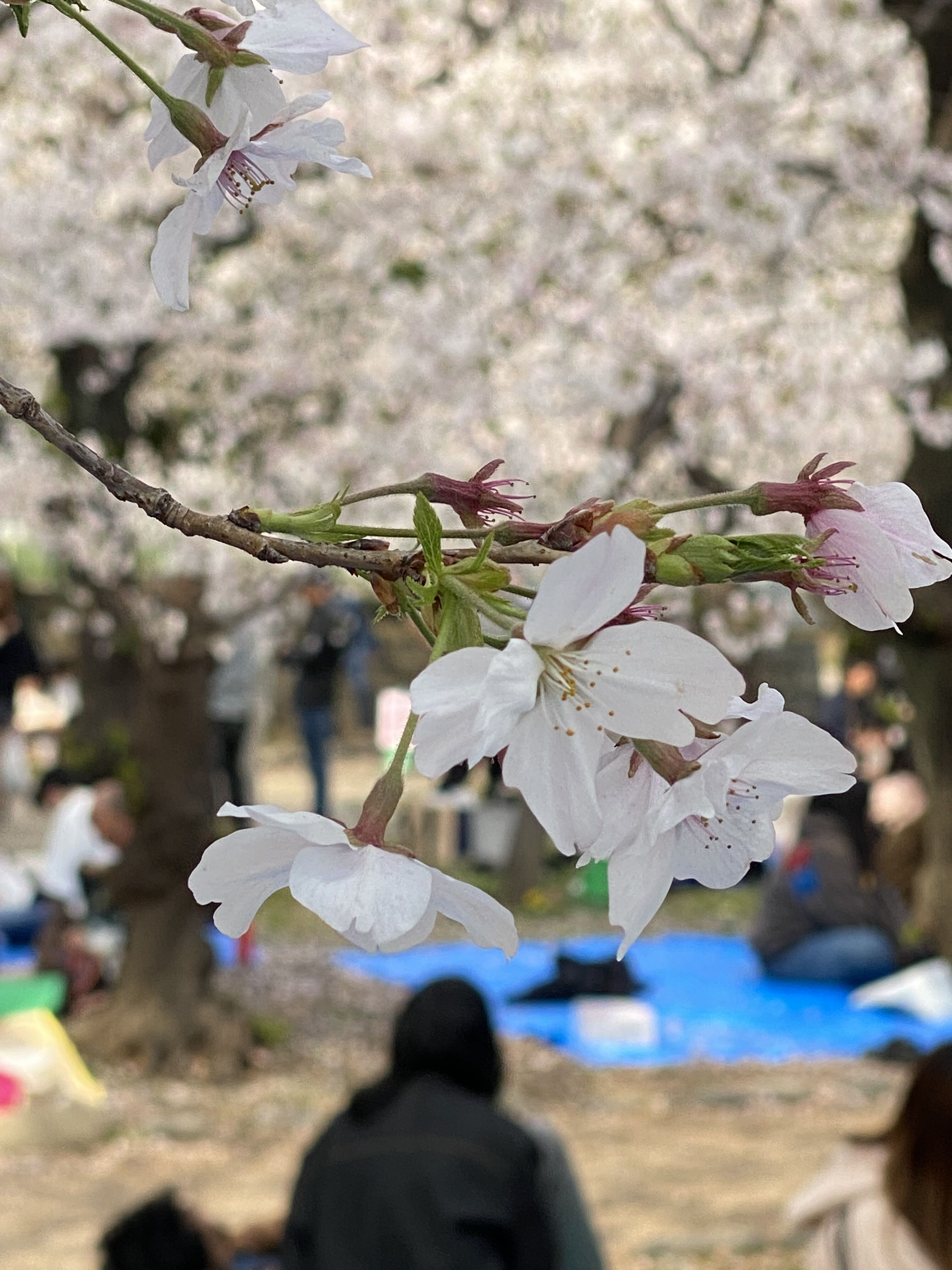 ひらひらり🌸【オカマリレー(ハイファミリア・TOY SOLDIER・七色パトス)】