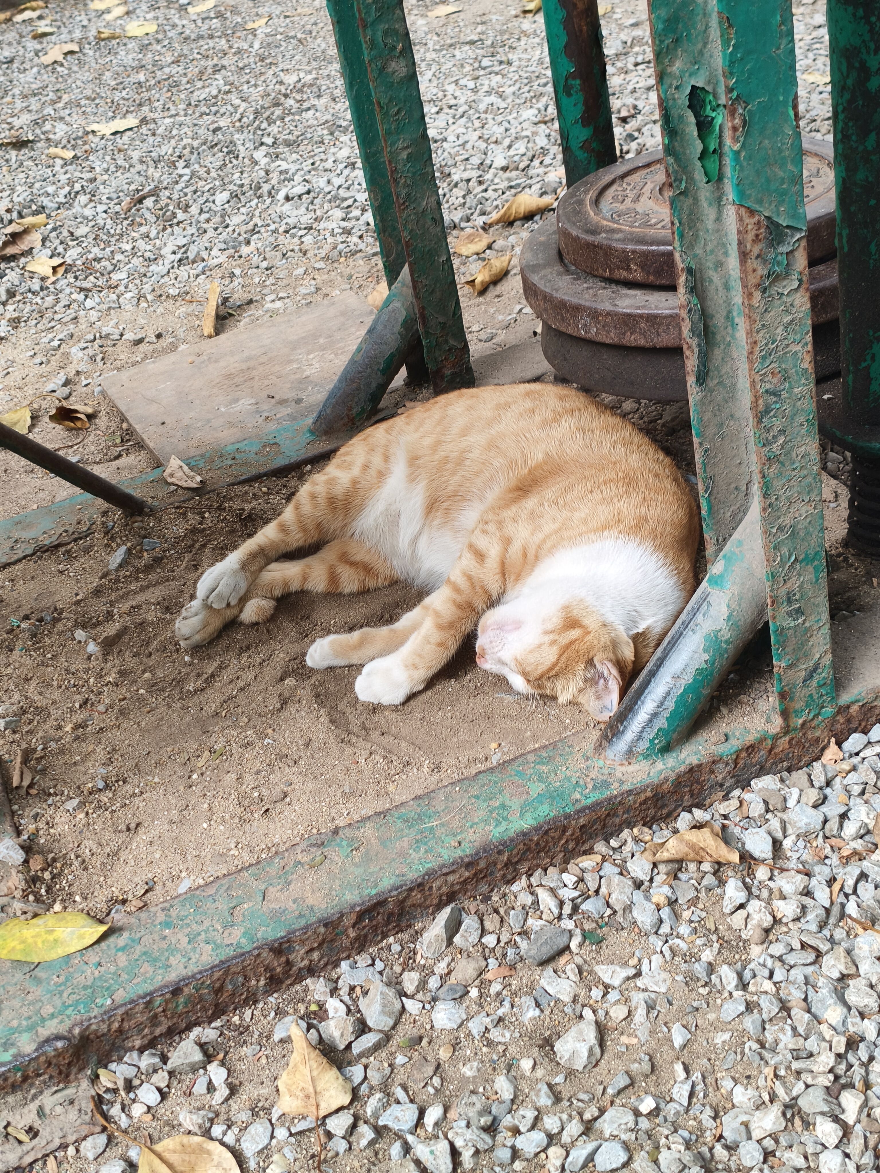 ２回目のタイ🇹🇭【オカマリレー(ハイファミリア・TOY SOLDIER・七色パトス)】