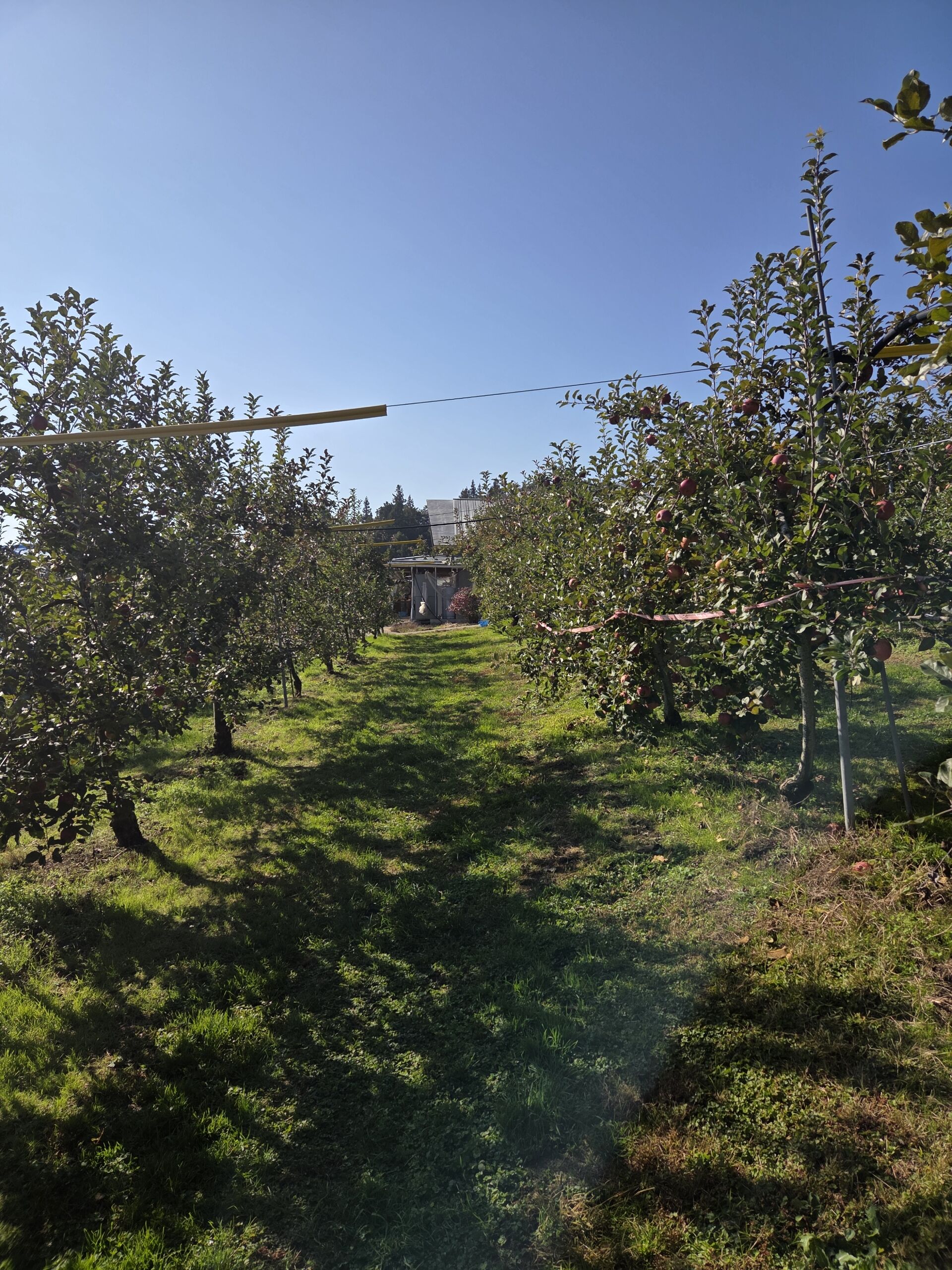 秋の収穫祭【オカマリレー(ハイファミリア・TOY SOLDIER・七色パトス)】