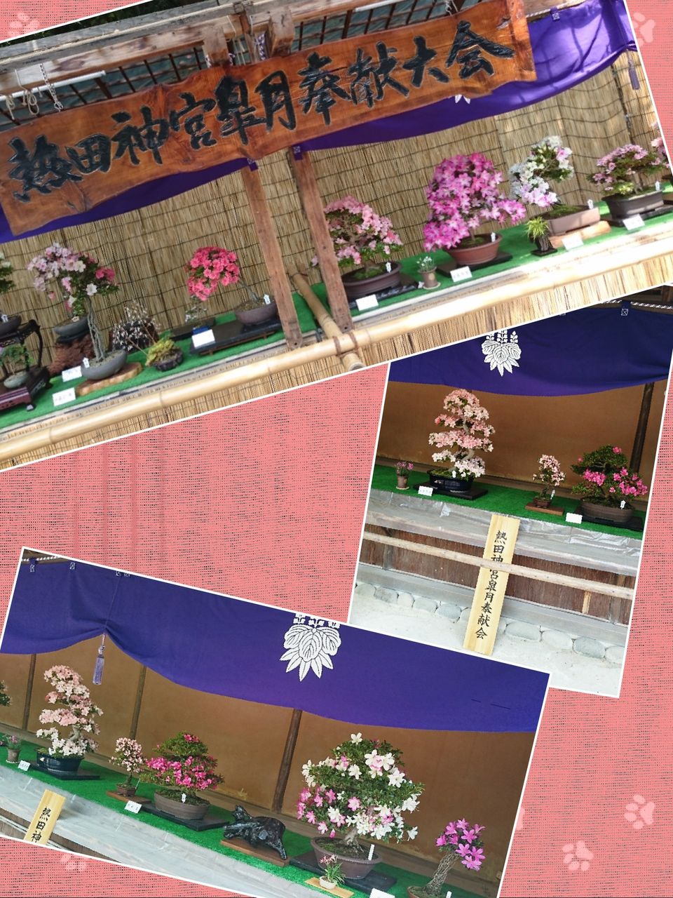 collage-1496143171054