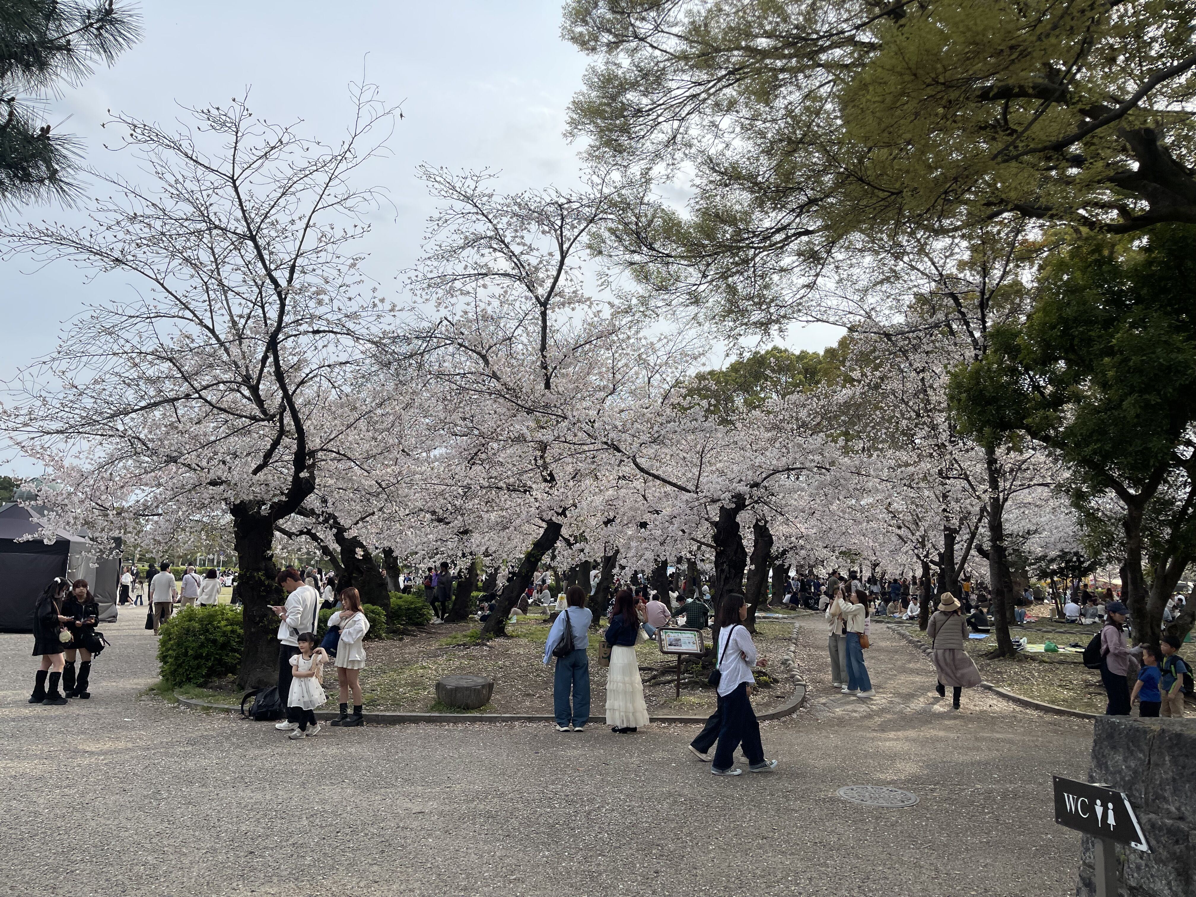 花粉🌸【オカマリレー(ハイファミリア・TOY SOLDIER・七色パトス)】