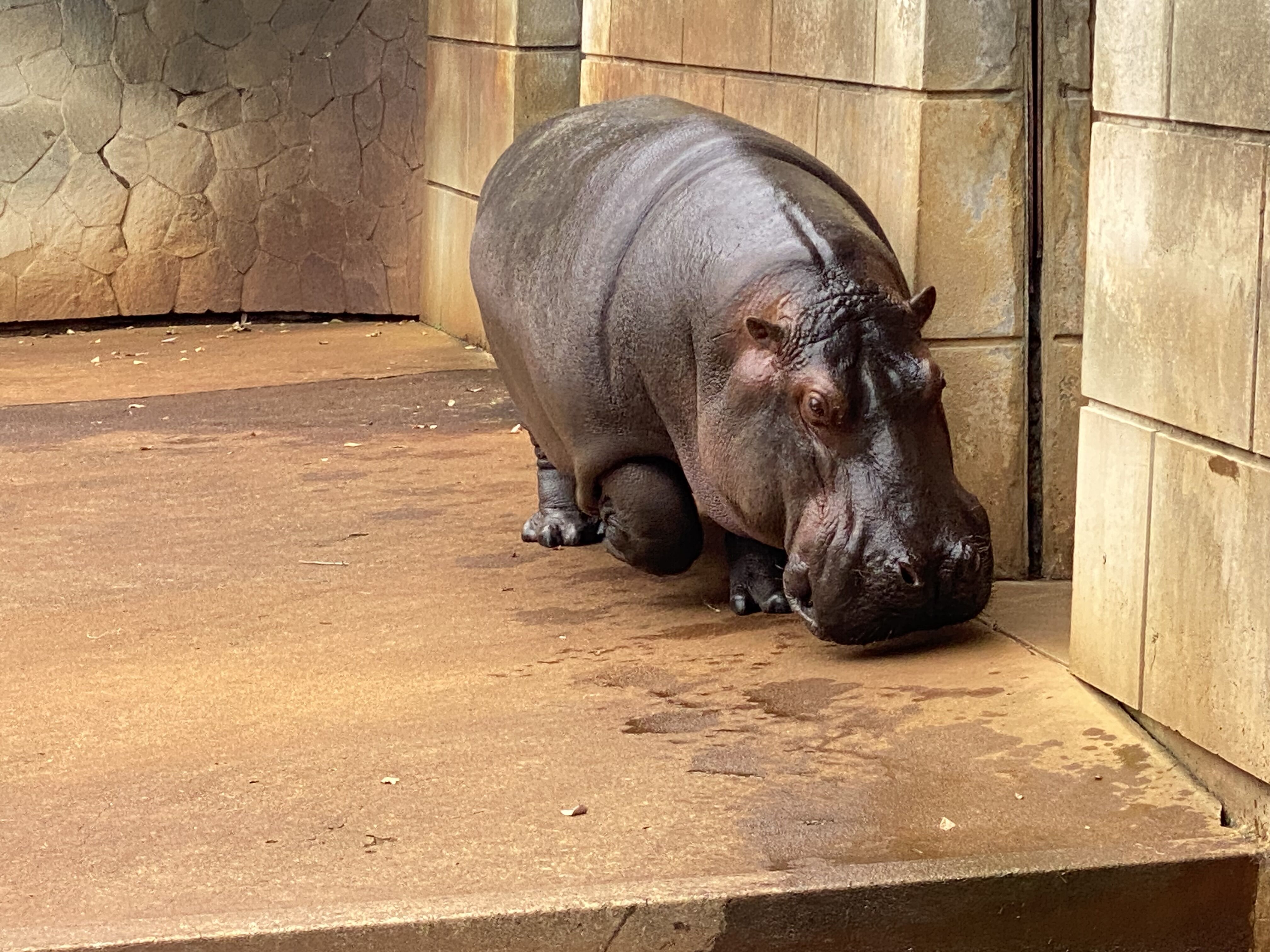 秋の遠足🦍【オカマリレー(ハイファミリア・TOY SOLDIER・七色パトス)】