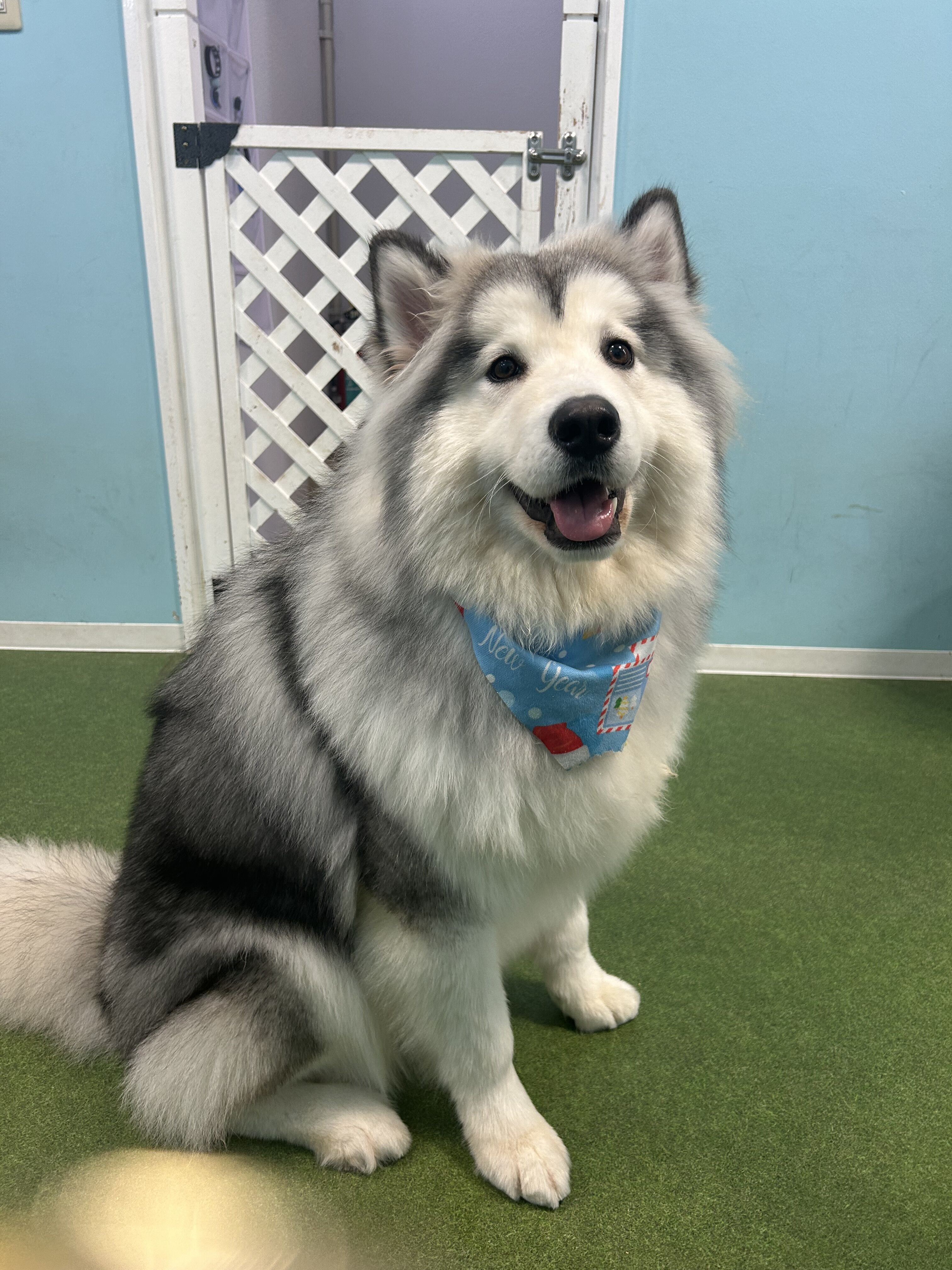 年末年始のお知らせ！！【オカマリレー(ハイファミリア・TOY SOLDIER・七色パトス)】