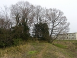 hayashi