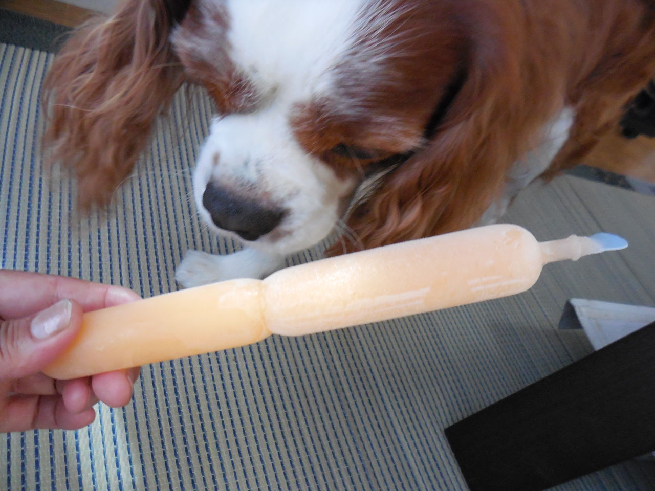 冷たくおいしいポッキンアイス キャバリア エル君といちごちゃん