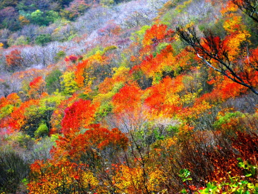 三瓶山登山で熊を目撃 自分スタイルのセカンドライフ 三瓶山登山で熊を目撃 自分スタイルのセカンドライフ