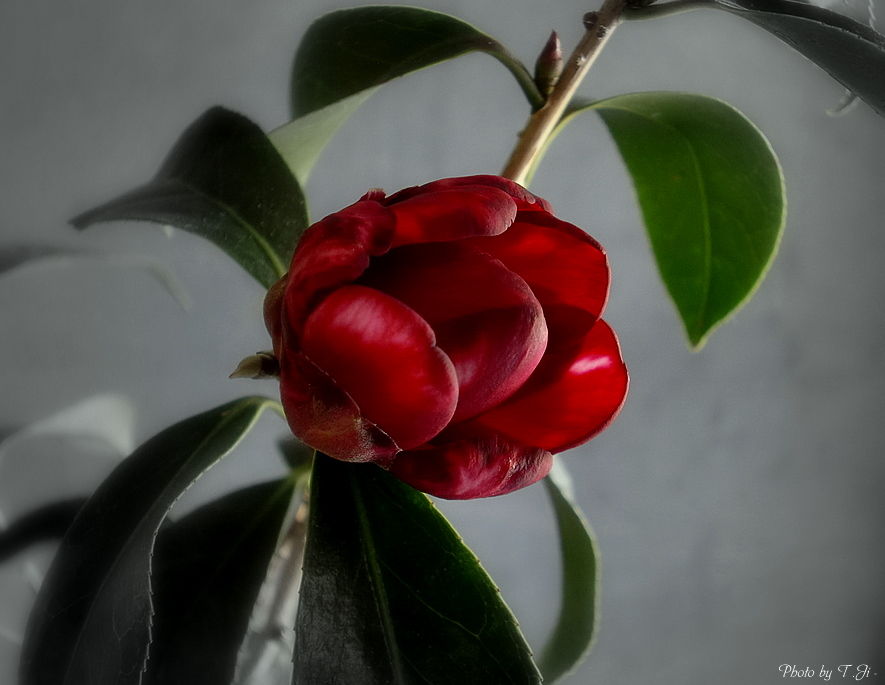 庭の椿 ３４ 黒椿 渋い色だ Hhtt1626のblog