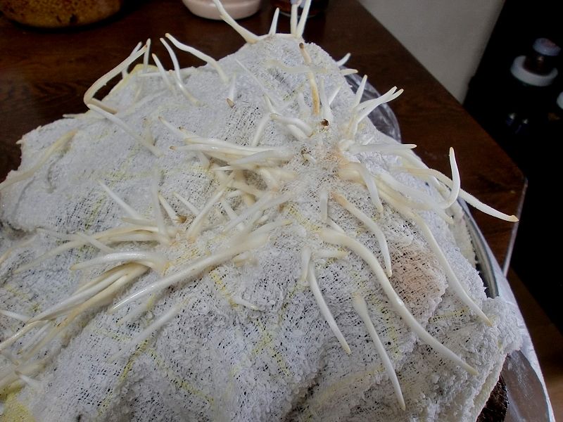 山芋の種芋が芽を出した Hhtt1626のblog 山芋の種芋が芽を出した Hhtt1626のblog