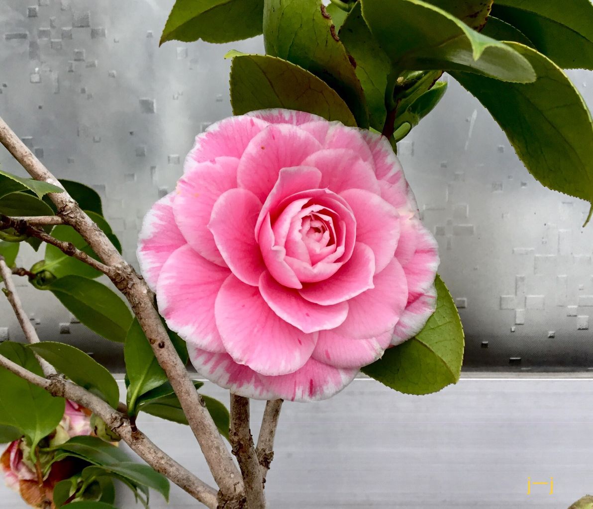 椿 トムタムが綺麗に 咲きました Hhtt1626のblog