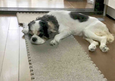 Switch ニンテンドースイッチ Had S Kabaa ネオンブルー ネオンレッド 美品 任天堂 Nintendo 新型 Ohrin Mc Jp