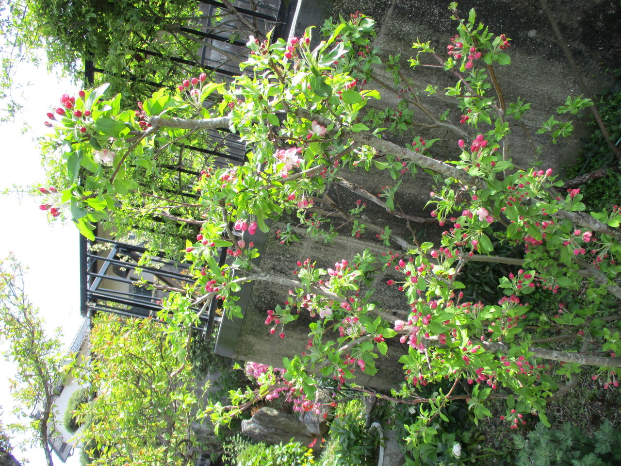 歴史で遊ぶ三國会 実カイドウ の花 可憐に咲く