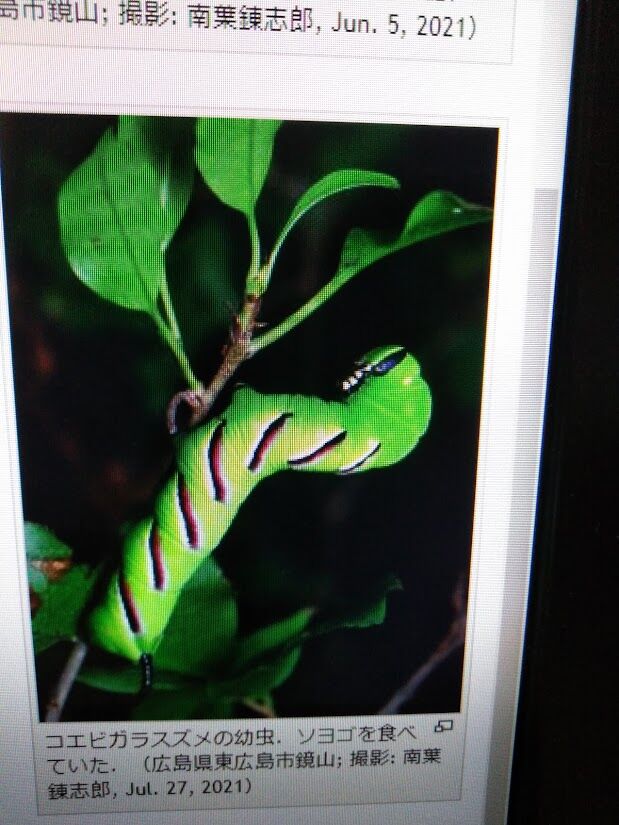 歴史で遊ぶ三國会 これ何 エビガラスズメ の幼虫でした