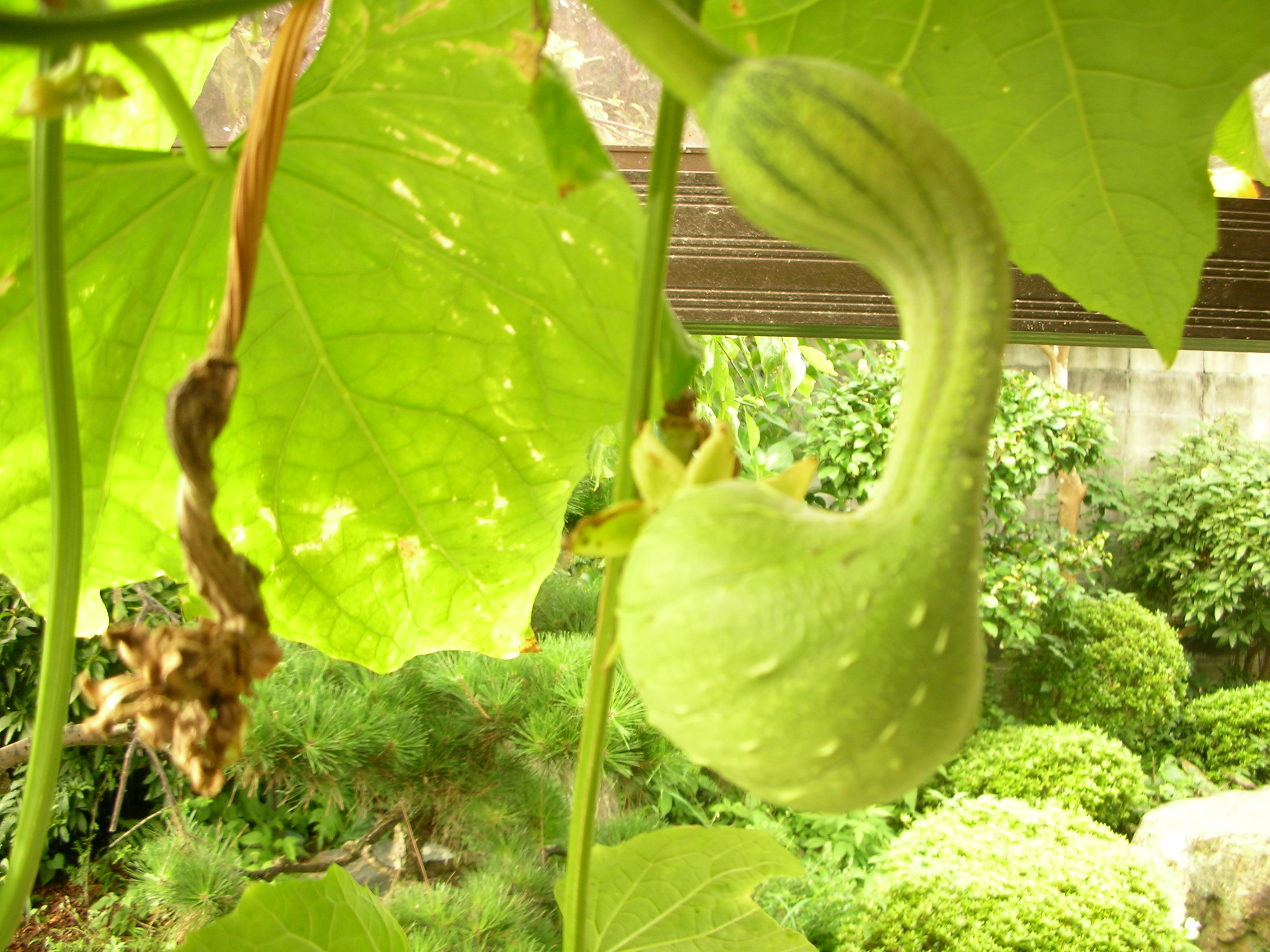 歴史で遊ぶ三國会 我が家の家庭菜園 ひょうたん ヘチマ