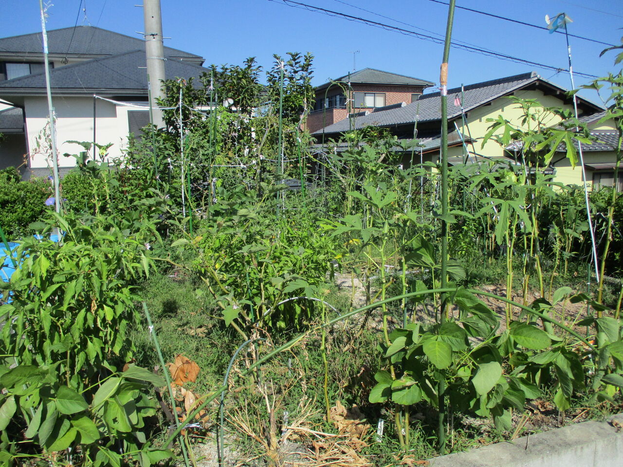 歴史で遊ぶ三國会 ミニトマト と支柱取り外し すっきりとした家庭菜園