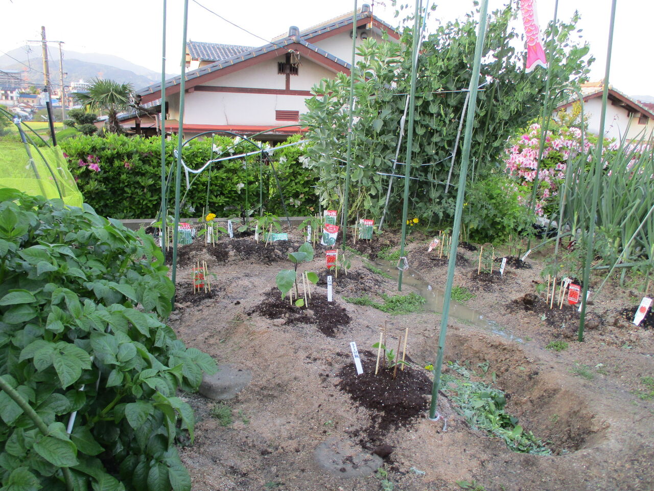 歴史で遊ぶ三國会 家庭菜園の今 夏野菜連日植え続ける