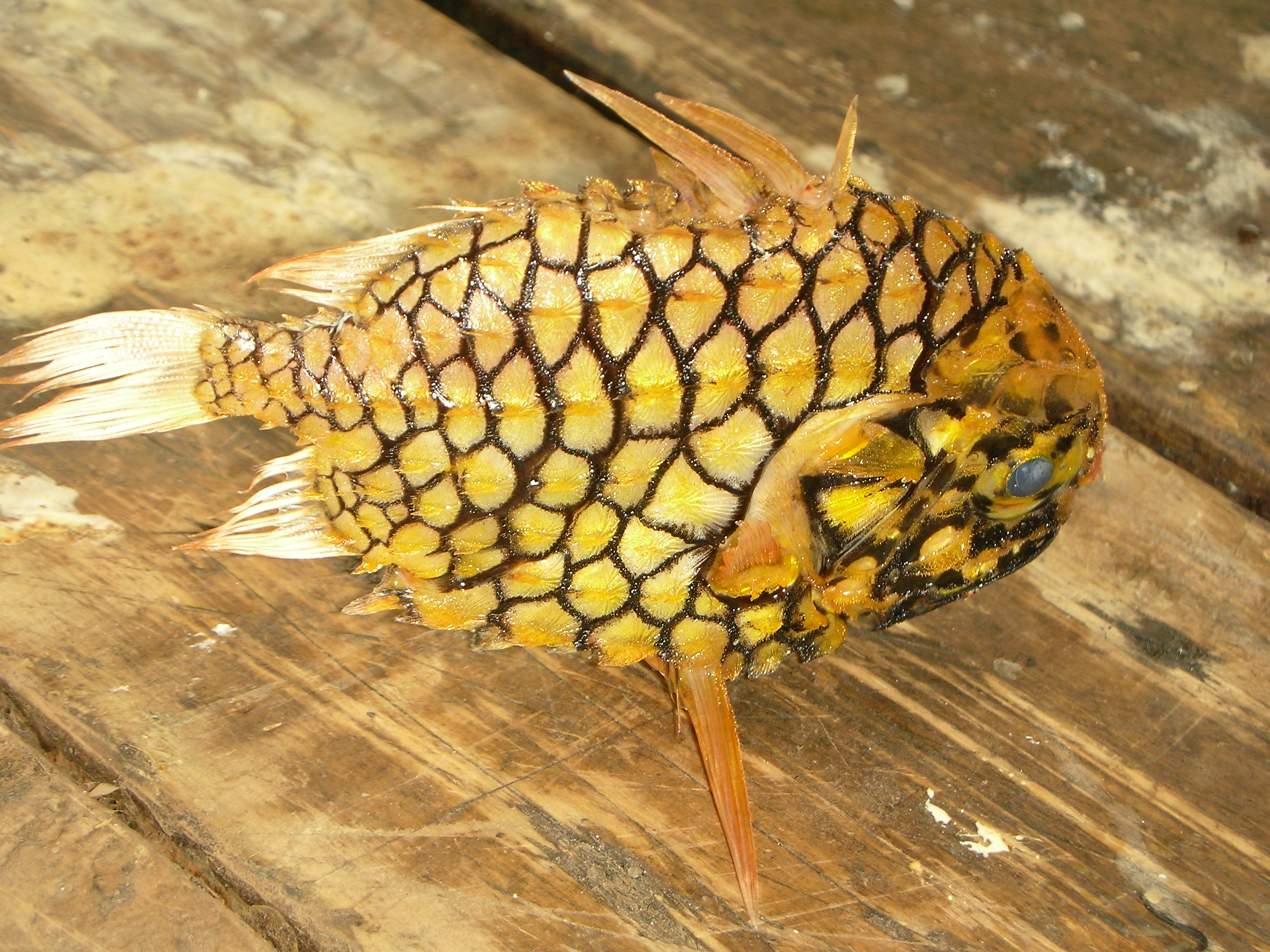 歴史で遊ぶ三國会 新宮漁港に面白い魚がお出向かい