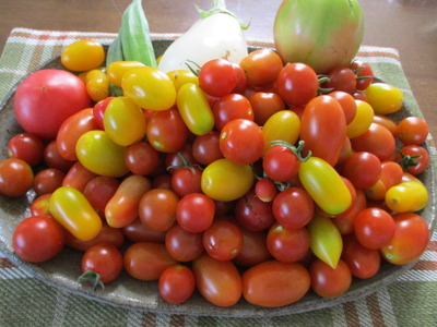 歴史で遊ぶ三國会 まだまだ採れる夏野菜 ミニトマト