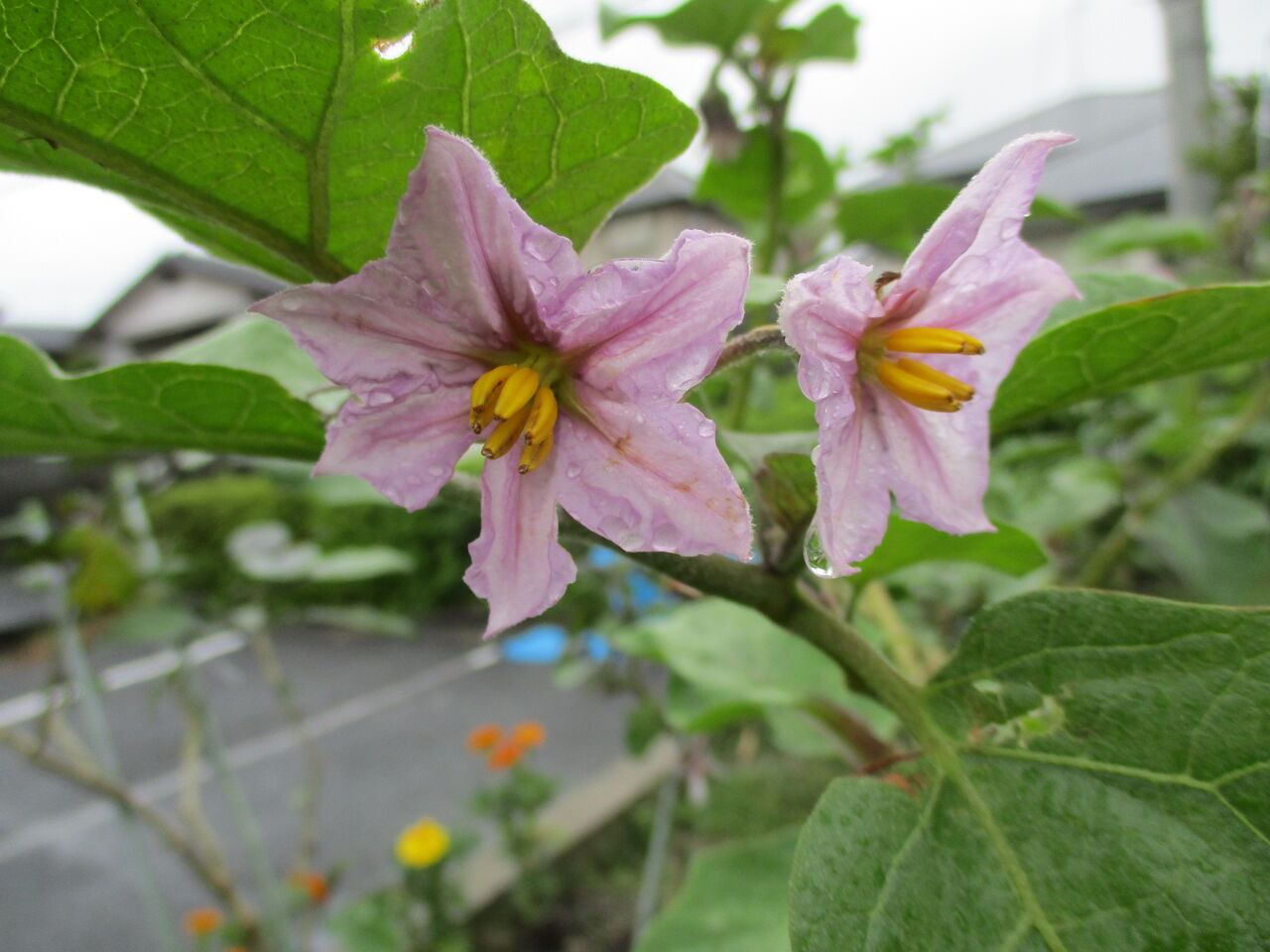 Livedoor Blogimg Jp Hi Imgs C 3 C3ae00d