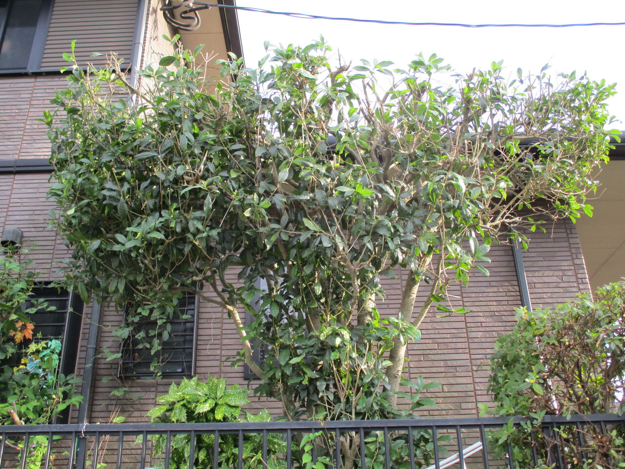 歴史で遊ぶ三國会 庭の大木 大きく剪定