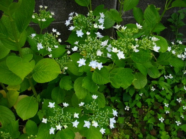 歴史で遊ぶ三國会 墨田の花火 紫陽花 が綺麗に咲きかけました 歴史で遊ぶ三國会 墨田の花火 紫陽花 が綺麗に咲きかけました
