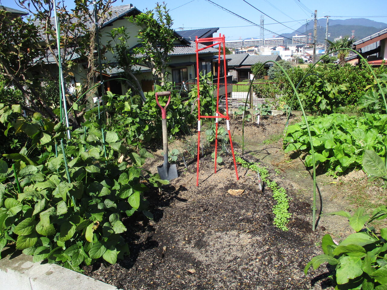 歴史で遊ぶ三國会 家庭菜園の今 秋冬野菜順調に育つ