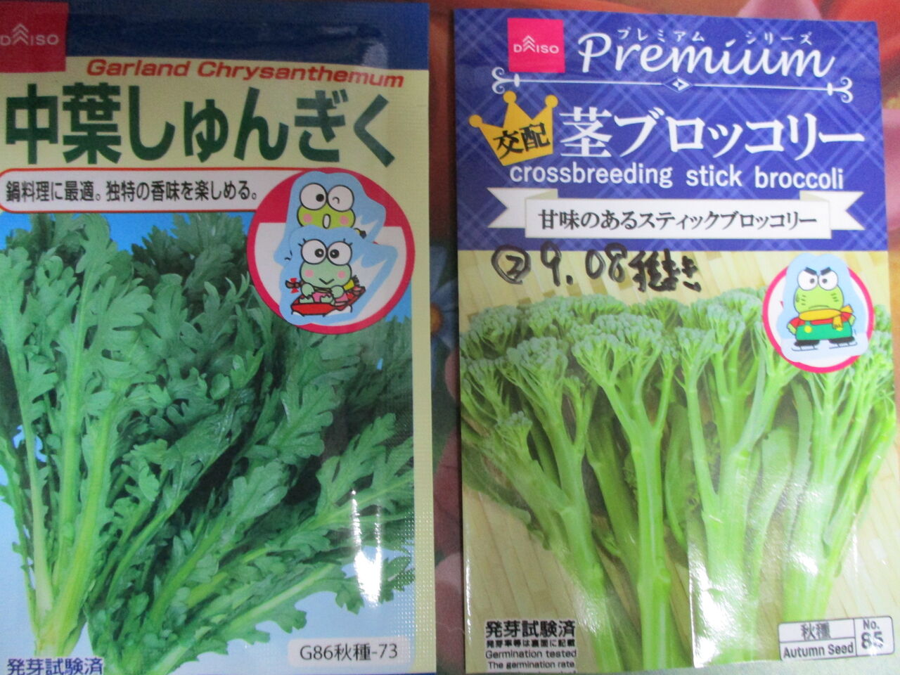 歴史で遊ぶ三國会 秋冬野菜 種まき始めかける しゅんぎく 茎ブロッコリー 歴史で遊ぶ三國会 秋冬野菜 種まき始めかける しゅんぎく 茎ブロッコリー
