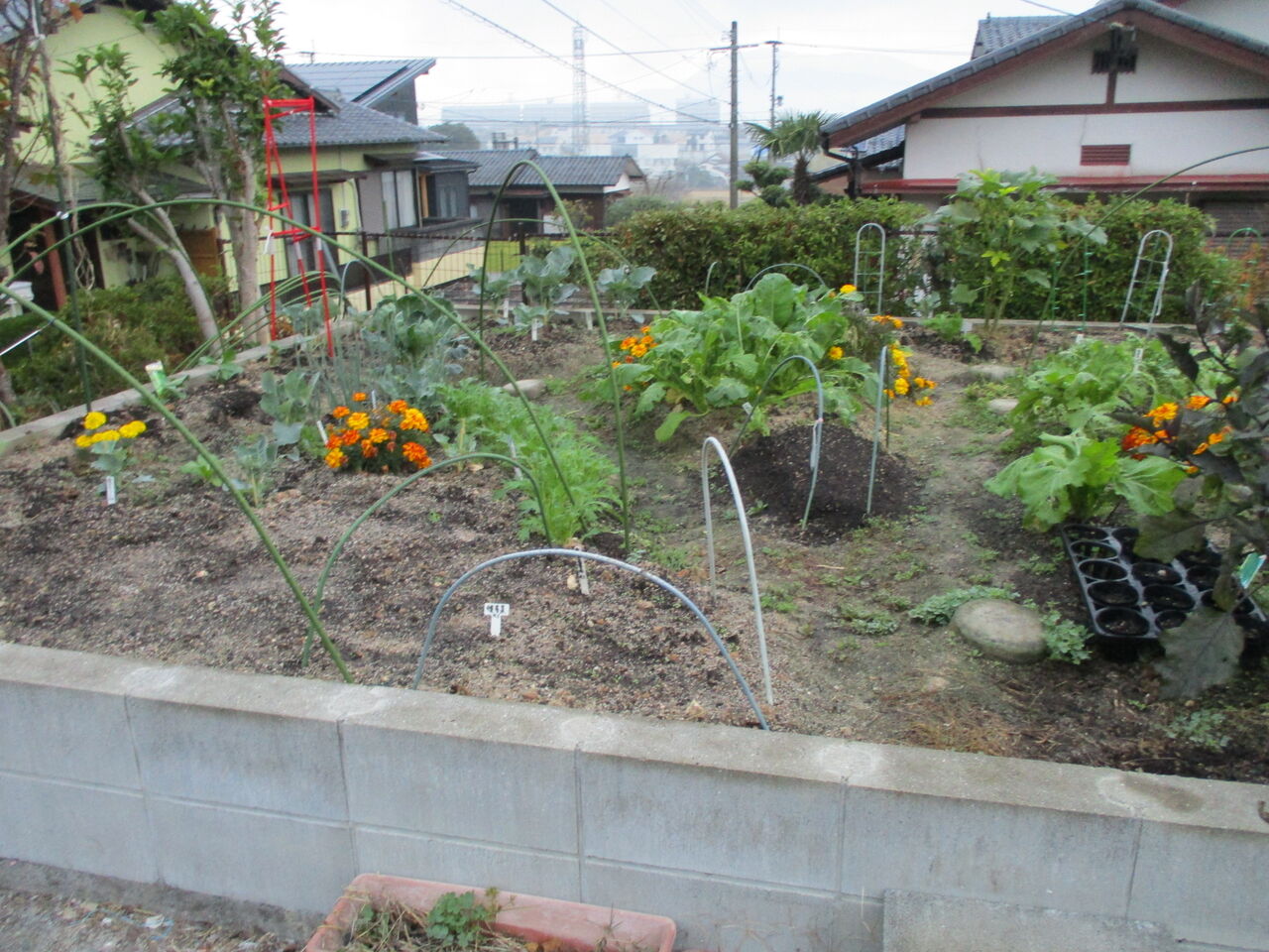 歴史で遊ぶ三國会 家庭菜園の今 秋冬野菜順調に育つ