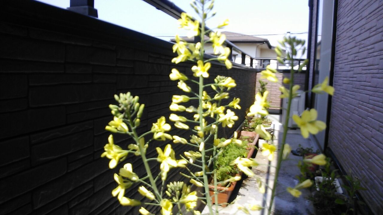 キャベツの花 観察ブログ キャベツの花 観察ブログ