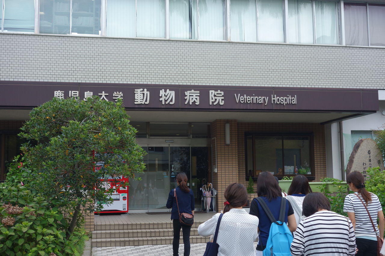 鹿児島大学共同獣医学部 附属動物病院へ見学 アニマルブログ 鹿児島大学共同獣医学部 附属動物病院へ見学 アニマルブログ