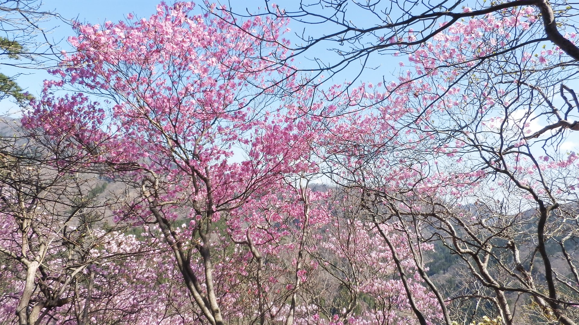 アカヤシオ開花情報 西上州 ひとぼし山 21年4月7日 マイナー登山レポート Hi Ei