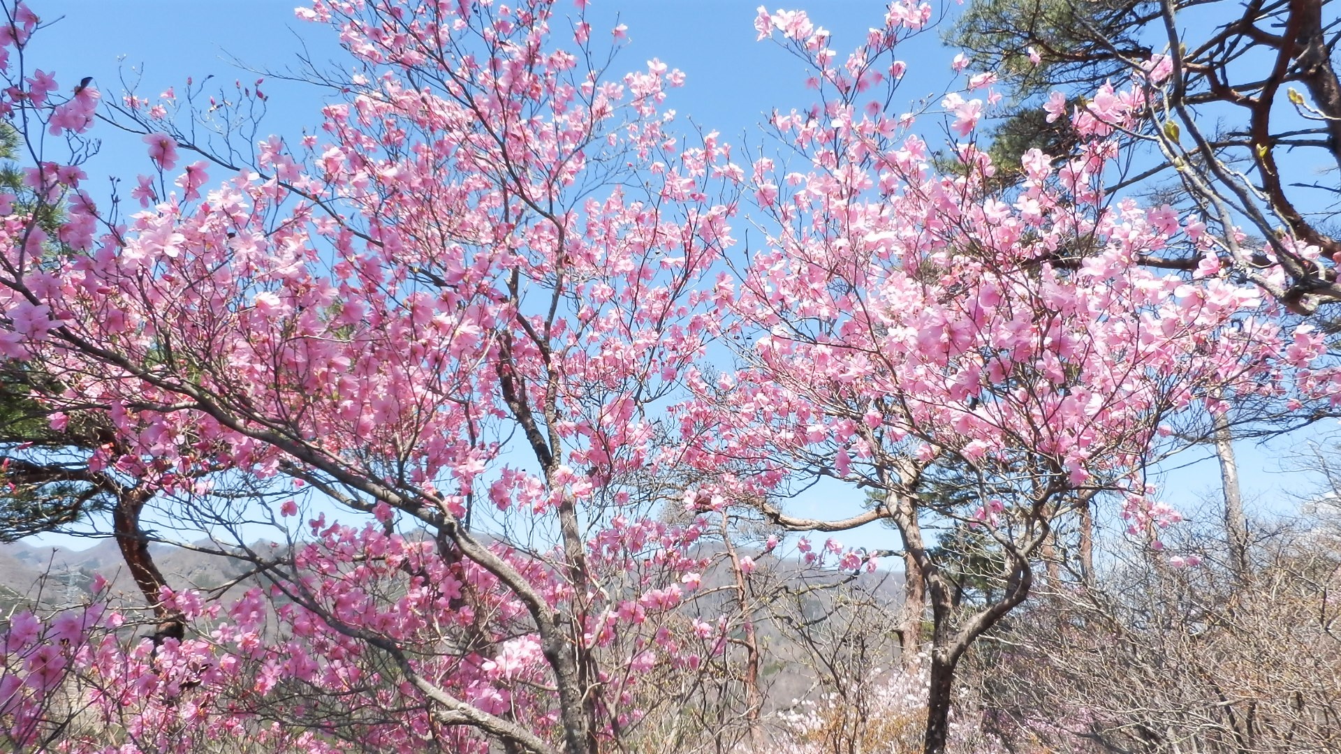 アカヤシオ開花情報 西上州 ひとぼし山 21年4月7日 マイナー登山レポート Hi Ei アカヤシオ開花情報 西上州 ひとぼし山 21年4月7日 マイナー登山レポート Hi Ei