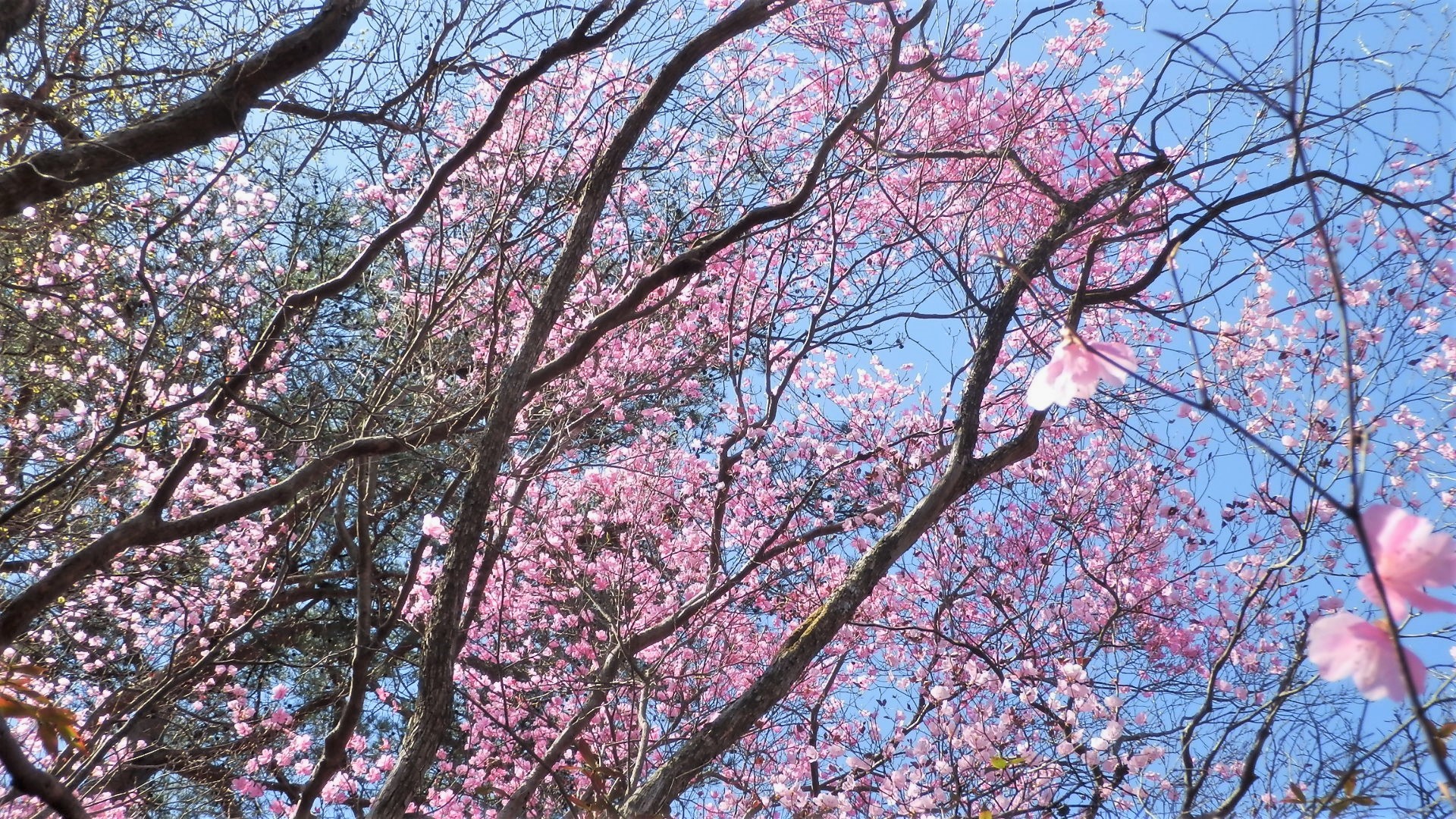 アカヤシオ開花情報 西上州 ひとぼし山 21年4月7日 マイナー登山レポート Hi Ei