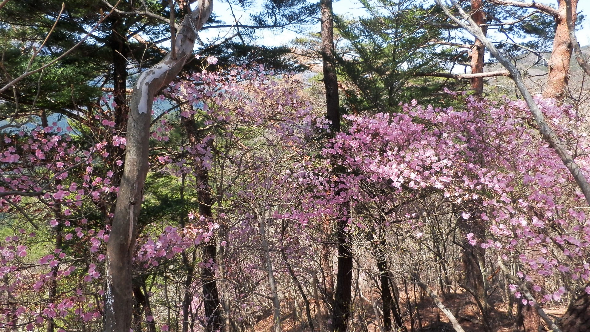 アカヤシオ開花情報 西上州 ひとぼし山 21年4月7日 マイナー登山レポート Hi Ei