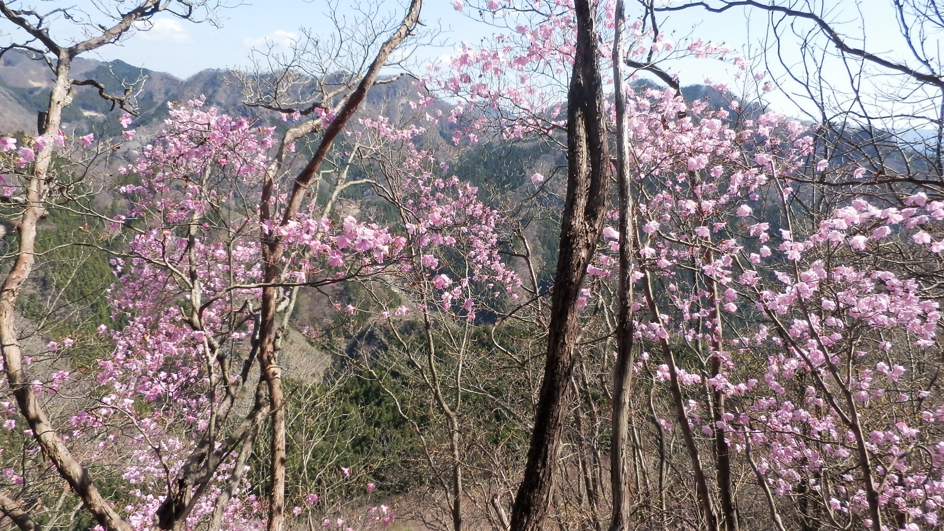 アカヤシオ開花情報 西上州 ひとぼし山 21年4月7日 マイナー登山レポート Hi Ei