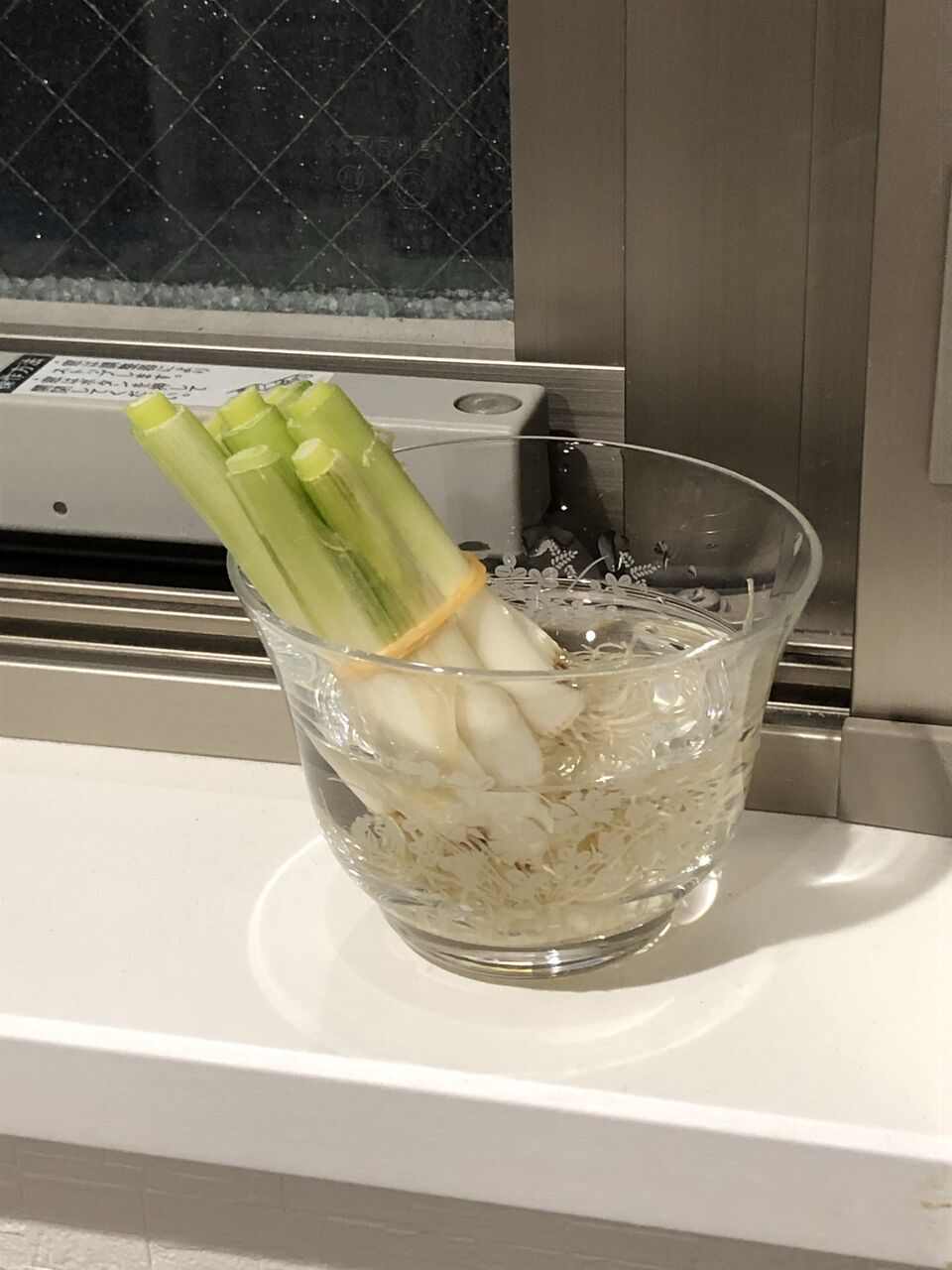 再生野菜 リボベジに挑戦 小口ネギ編 日々 錦