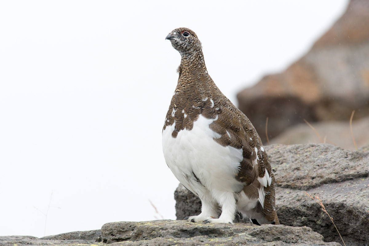 立山 秋の雷鳥 Sya 写 立山 秋の雷鳥 Sya 写
