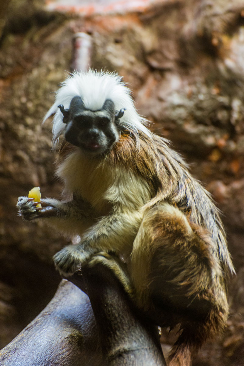 上野動物園 その１０ 最終回 オモシロ動物編 Sya 写